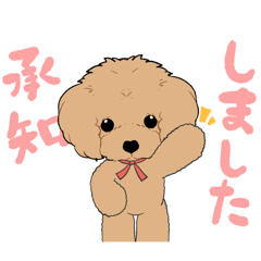 Hello, we're "kawaii" Toy Poodle!