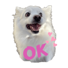 JapaneseSpitz CHERRY