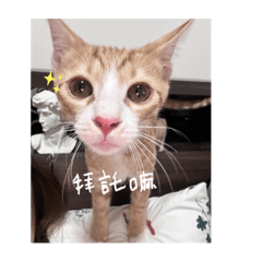 小卯迷