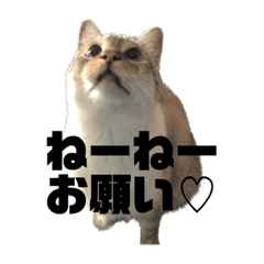 HoneyCat_20230714181002