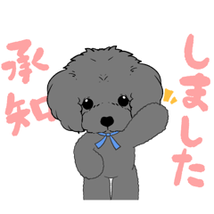 Hello, we're "kawaii" Toy Poodle!3