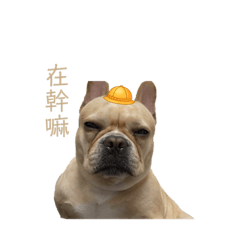法鬥Mini的日常