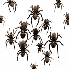 昆蟲系列貼圖-蜘蛛動態貼圖