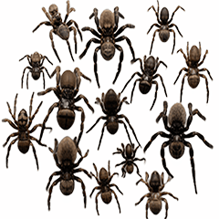 昆蟲系列貼圖-蜘蛛全螢幕貼圖