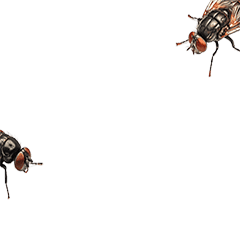 昆蟲系列貼圖-蒼蠅動態貼圖