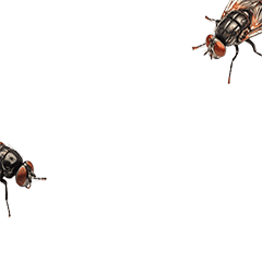 昆蟲系列貼圖-蒼蠅動態貼圖