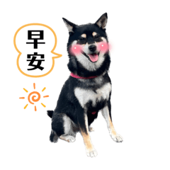 黑柴肥肥