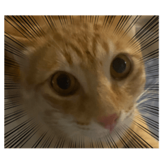 Moo_20230715174741