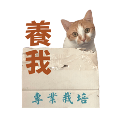 我家養了兩隻貓