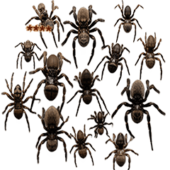 昆蟲系列貼圖-蜘蛛隨你填貼圖