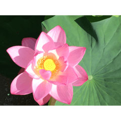 success lotus_20230716052102