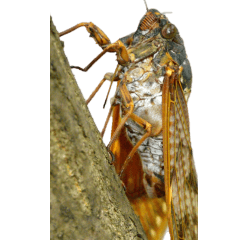 cicada without wording-BIG