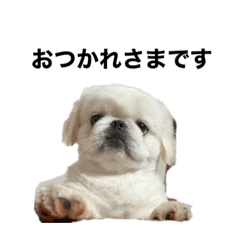ペキニーズのいちにち