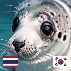 THAI KR summer baby seals