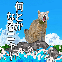 I love the Iriomote wildcat and OKINAWA