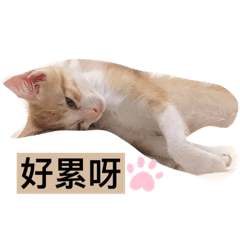 本喵叫饅頭