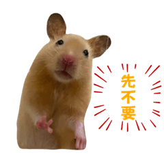 誰家萌寵快認領