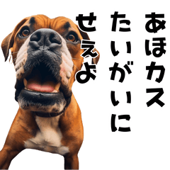 THE DOG in Kansai of Japan