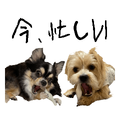 蓮＆詩(Ｖｅｒ．7)犬ワンコ チワワミックス