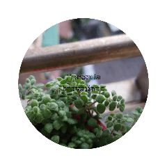 Succulents & Sky