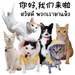 Miso The Cat Gang Family Chinese - Thai