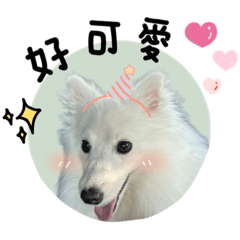 狐狸犬炭吉的日常