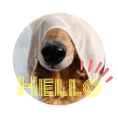 MiniatureDachshund/MOMO3
