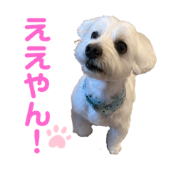 nino_20230717235938 – LINE stickers | LINE STORE