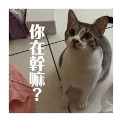 泉泉貓日常喵^ↀᴥↀ^