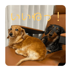 SAKURA_20230717184547