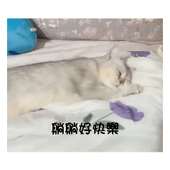 朋友的貓貓