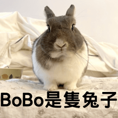 BoBo is a rabbit!!!