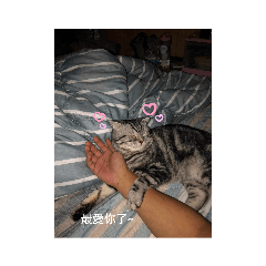 阮胖喵的可愛貼圖！