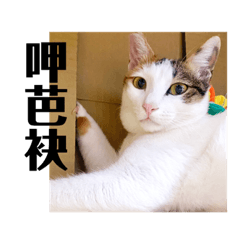 芭少女蛋公主的初登場