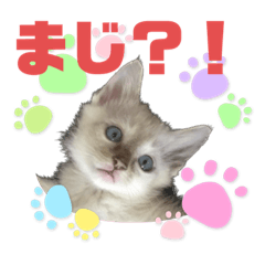 HoneyCat_20230719061904