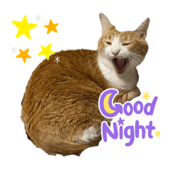 chocomint_20230719073219