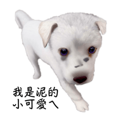 小白白的日常生活