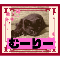 tsubaki_20230719141124