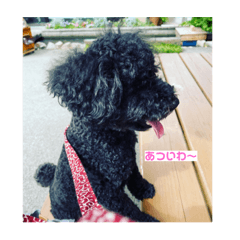 トイプードルのベース　夏