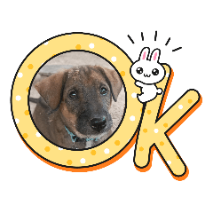 dog kaka and dog koko_20230719203646
