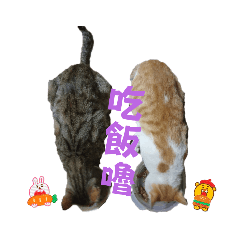 咪咕＆傑克狗安安( ˘ ³˘)♡