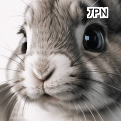 JPN white wild rabbit