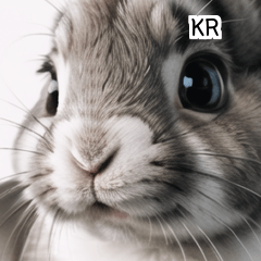 KR white wild rabbit  A