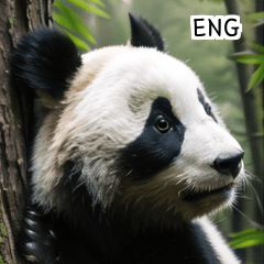 ENG cute summer panda  A