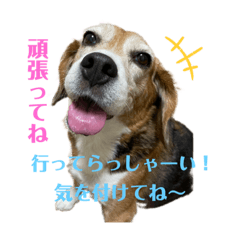 My beagle stamp from jp!!!