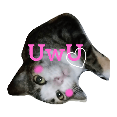 UwU cats :D