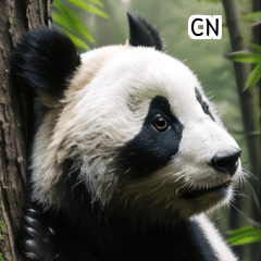 CN cute summer panda  A