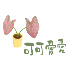 MsPatty_ Foliage plants