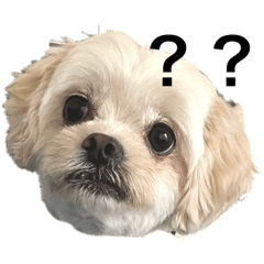 sakura_20230720233333