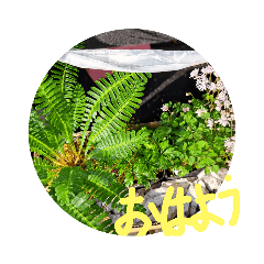 あっきの山野草⑤　　　色々な植物3